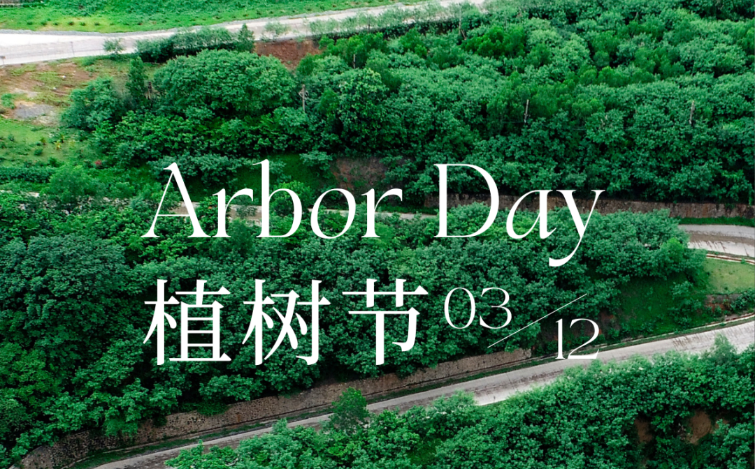 植树节 | 问鼎娱乐的绿色画卷
